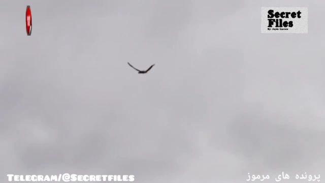 ویدیوی واقعی پرواز دایناسور پرندهء گوشتخوار در آسمان آمریکا (شکار دوربین 63)