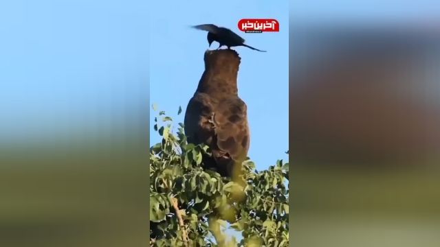 شجاعت یک پرنده مقابل عقاب | ویدیو 