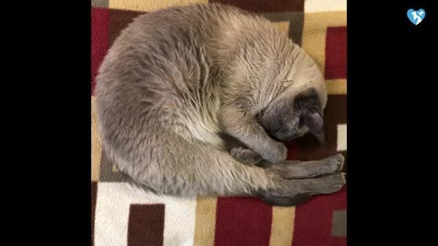 این مدل خوابیدن گربه یعنی چی؟