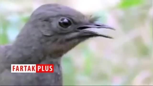 کلیپ جالب از تقلید صدای اره برقی و شاتر دوربین عکاسی توسط پرنده ها !