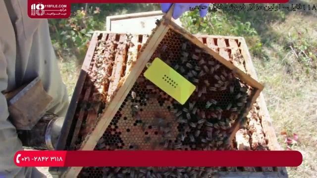 آموزش حرفه ای زنبورداری - روش برخورد با زنبورهای بد رفتار