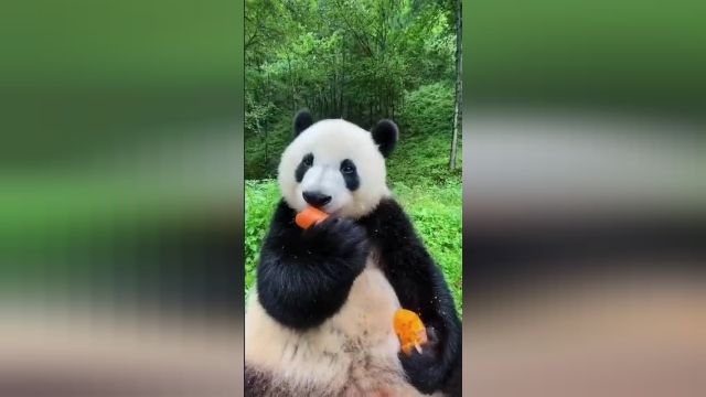 دانلود ویدیو ای از هویج خوردن خرس
