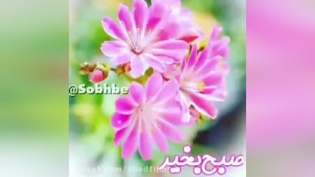 کلیپ صبح بخیر شنبه پر انرژی برای استوری و وضعیت