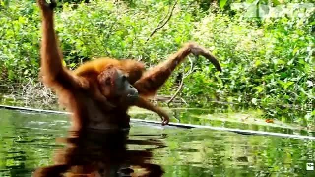 دانلود ویدیو ای از یاد گرفتن استفاده از صابون توسط اورانگوتان در طبیعت