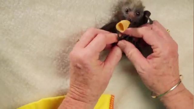 دانلود ویدیو ای از غذا دادن به بچه خفاش ها