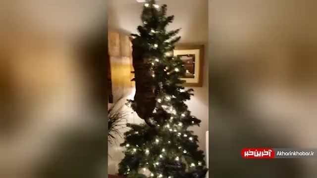 کلیپ بامزه از حساسیت گربه به تزیینات درخت کریسمس !