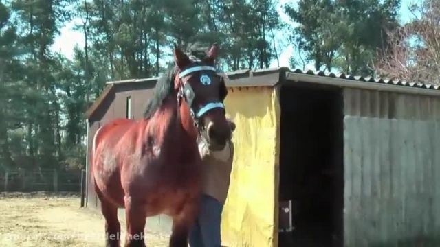اسب عجیب و بزرگی که نمیتوان به حرکت در آوردش