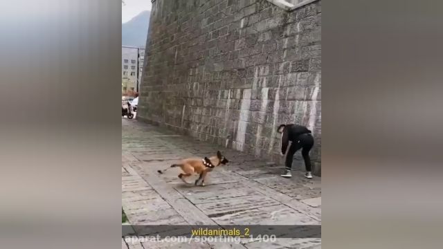 سرعت عجیب سگ را مشاهده کنید