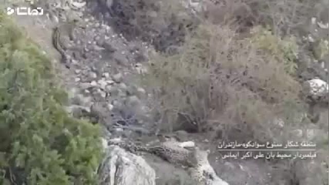 پلنگ ایرانی با توله هایش در منطقه سوادکوه دیده شد