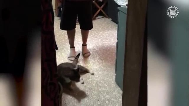 دانلود ویدیو ای از میکس خنده دار از گربه های بانمک