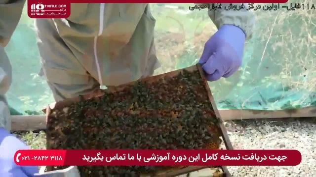 آموزش حرفه ای زنبورداری - بازرسی هفتگی برای یافتن حشره ی موم خوار
