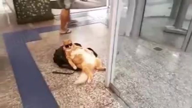 دانلود ویدیو ای از گربه یکی از مراجعه کنندگان یک بانک برزیلی