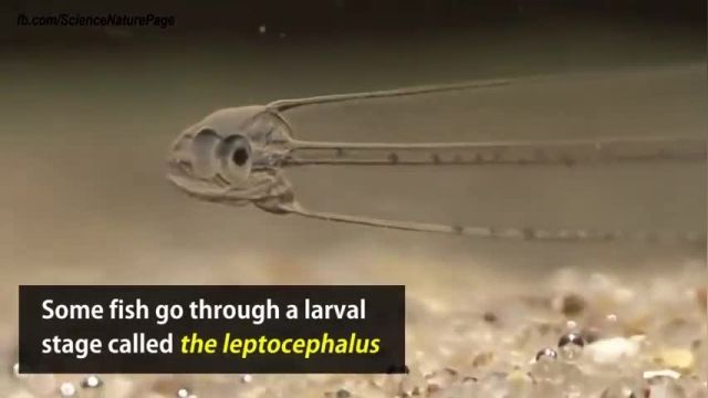 دانلود ویدیو ای از  لپتوسفالوس یا همان ماهی نامرئی