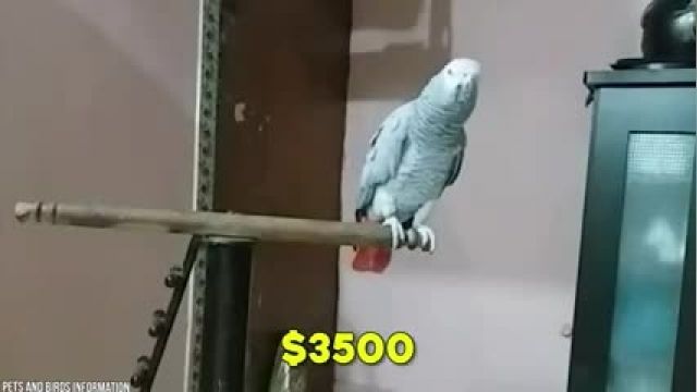 15 پرنده گران قیمت در جهان !