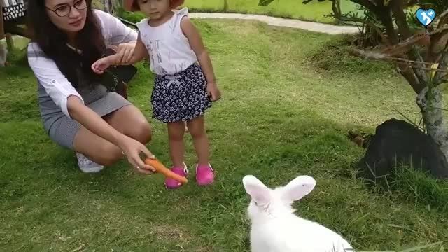 چگونه از خرگوشمون مراقبت کنیم؟ 