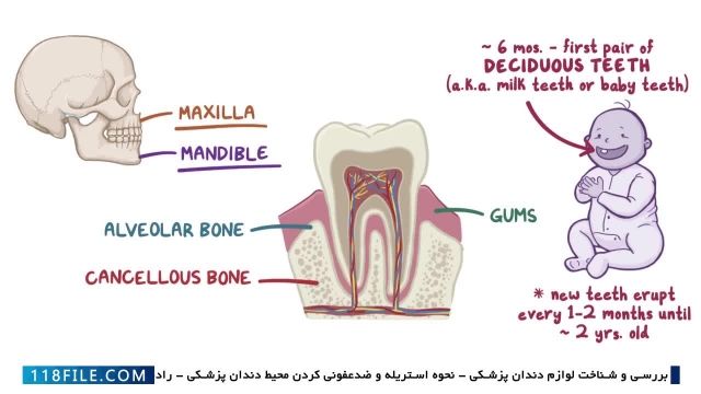 آموزش دستیار دندانپزشک -  دستیار کنار دندانپزشک - آناتومی و فیریولوژی دندان