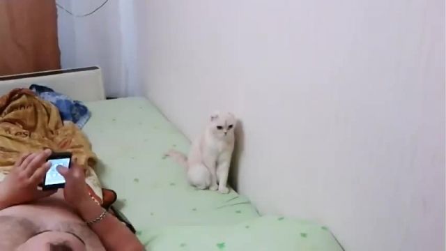 دانلود ویدیو ای از گربه ای که برای سرود ملی روسیه می ایستد