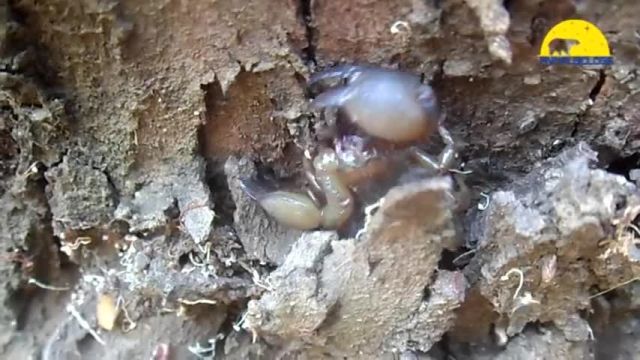 نبرد وحشیانه مورچه ها و عقرب - در مقابل مورچه ها