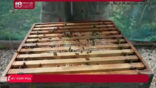 آموزش حرفه ای زنبورداری |پرورش زنبورعسل |بازرسی هفتگی برای یافتن حشره ی موم خوار