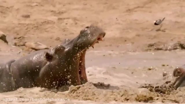 اسب آبی خطر ناک ترین حیوان آفریقا