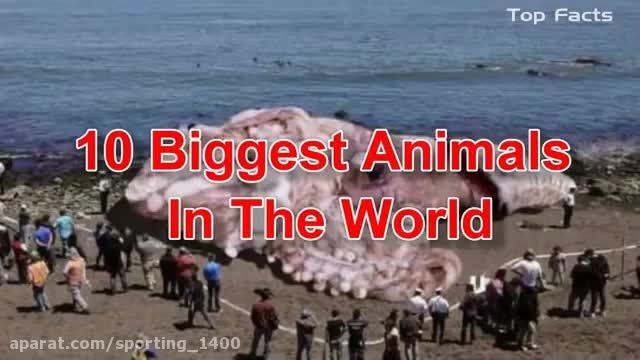 مرگبار ترین حیوانات دنیا کدامند؟