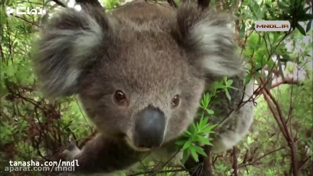کلیپ دیدنی از حیات وحش استرالیا !