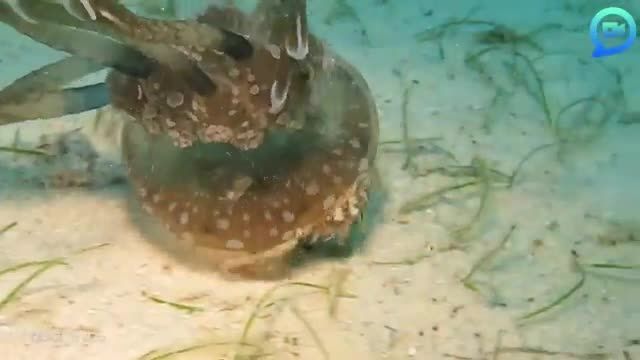 دانلود ویدیو ای از استفاده ابزاری خرچنگ از عروس دریایی به عنوان محافظ