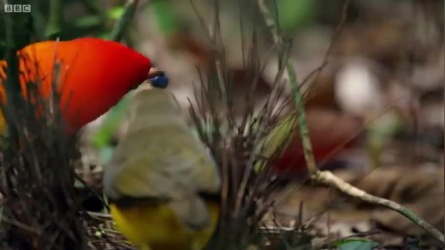 دانلود ویدیو ای از رقص جالب پرنده بوور نر برای جذب ماده