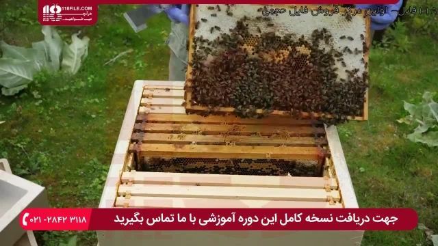 آموزش حرفه ای زنبورداری | پرورش زنبور عسل | انتقال کندوچه نیاز به غذا دارد