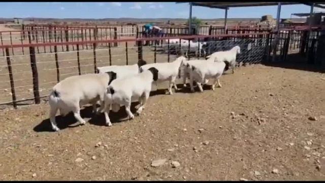 معرفی گوسفند نژاد دورپر