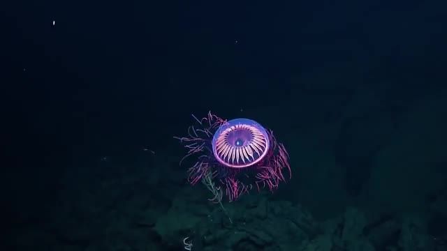 دانلود ویدیو ای از کشف گونه جدید عروس دریایی Halitrephes