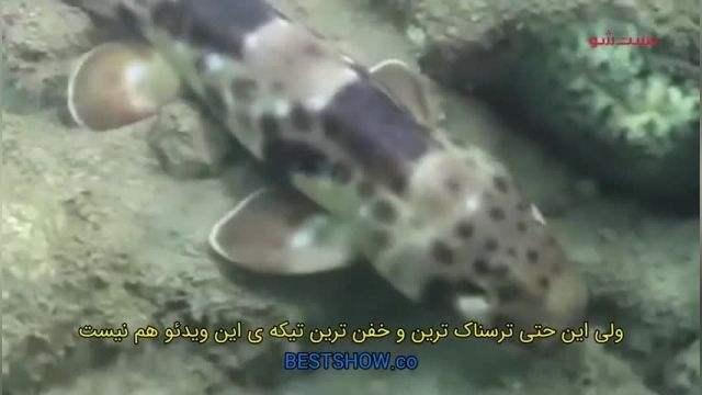 اتفاقات باورنکردنی که مو به تنتون سیخ میکنه !!!