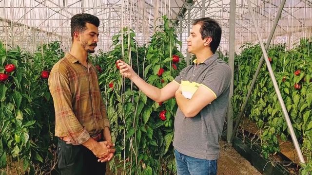 بازدید از گلخانه فلفل دلمه‌ای هیدروپونیک (قسمت دوم)