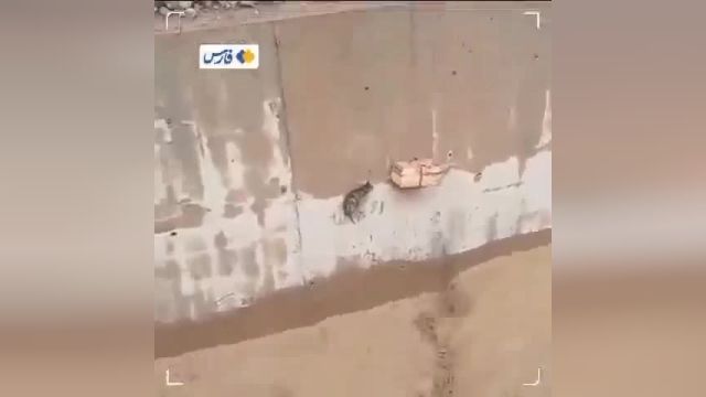 لحظه نجات یک گربه از سیلاب تهران توسط ماموران شهرداری | ببنید 