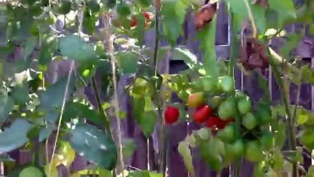 آموزش روش کاشت و نگهداری گوجه فرنگی !