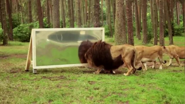 دانلود ویدیو ای از عکس العمل شیرها به آینه