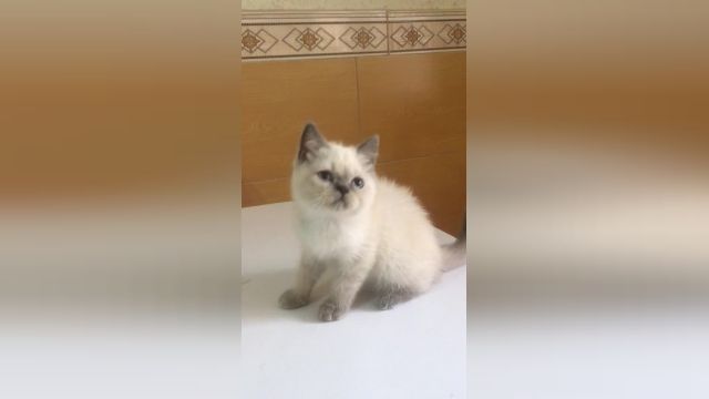 فروشگاه حیوانات خانگی گربه کت ایران CATS-IRAN 