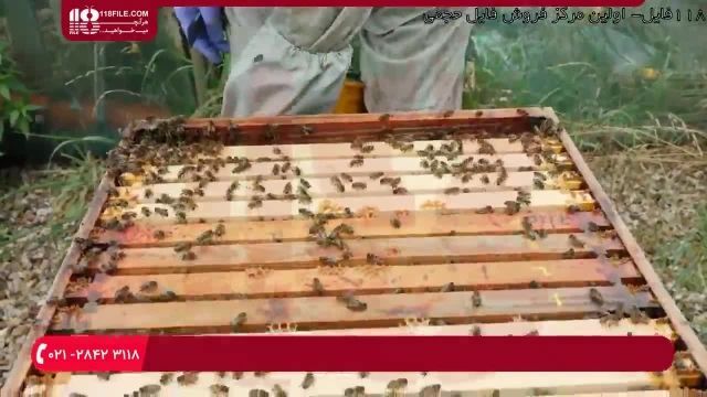 آموزش زنبورداری - روش بررسی سوپر برای عسل های آماده