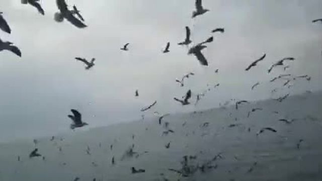 کلیپ جالب پرندگان دریایی در ساحل بارانی بوشهر !