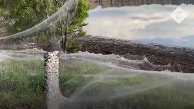 گستردگی تار عنکبوت در ویکتوریا