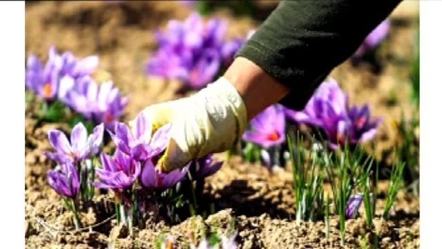 آموزش کاشت زعفران در گلخانه در گرمسار