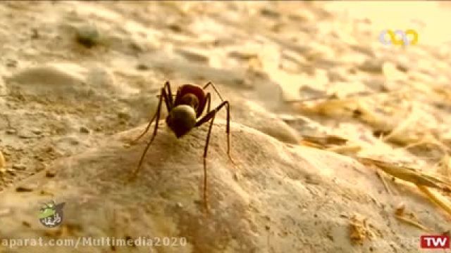 کلیپ هیجان انگیز راز بقا و حیات وحش ، مورچه ها !