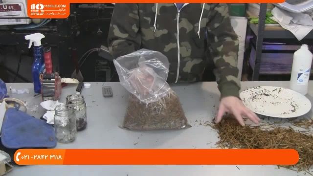آموزش پرورش قارچ - پرورش قارچ صدفی با استفاده از قهوه