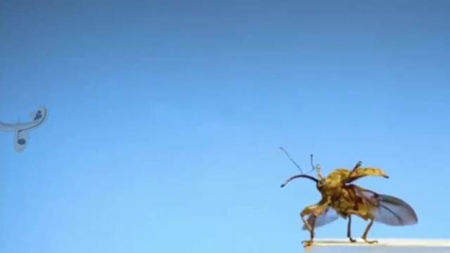 لحظه پرواز حشرات با حرکت آهسته | ویدیو 