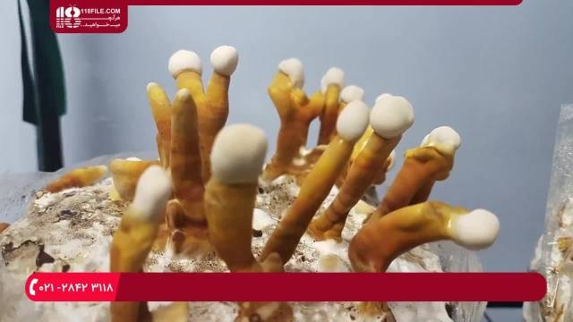 چگونگی پرورش قارچ ریگی