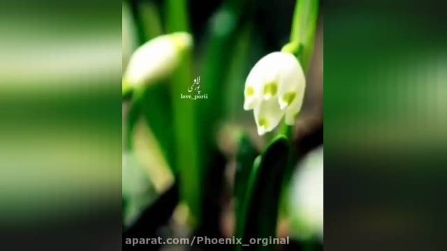 تصاویر زیبای گل ها - کلیپ تبریک عید