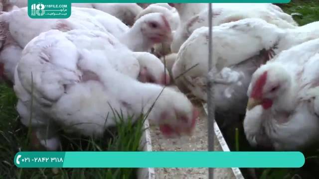  پرورش مرغ محلی-پرورش مرغ های گوشتی هفته ششم خوردن غلات