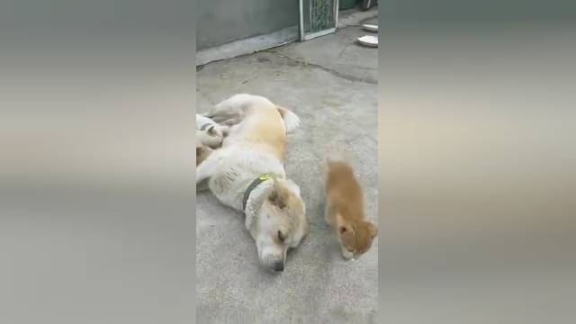 شیر دادن یک سگ به یک بچه گربه در کمال آرامش | فیلم 