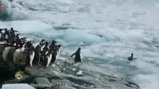 کلیپ بسیار حیرت‌ انگیز راز بقا و طبیعت وحش پنگوئن ها !