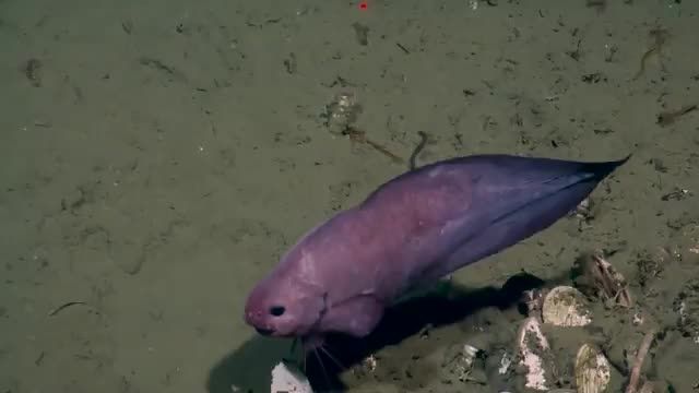 دانلود ویدیو ای از ماهی اسنیل فیش در کف اقیانوس